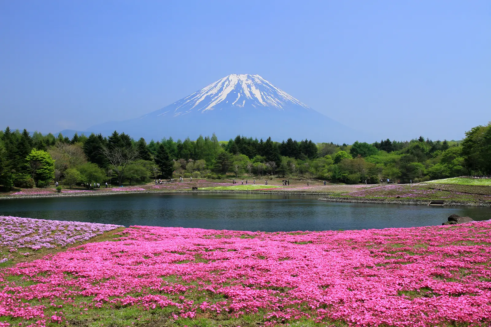 A carpet of bright pink moss phlox in front of a pond, with forest and snow-capped Mount Fuji under a clear blue sky