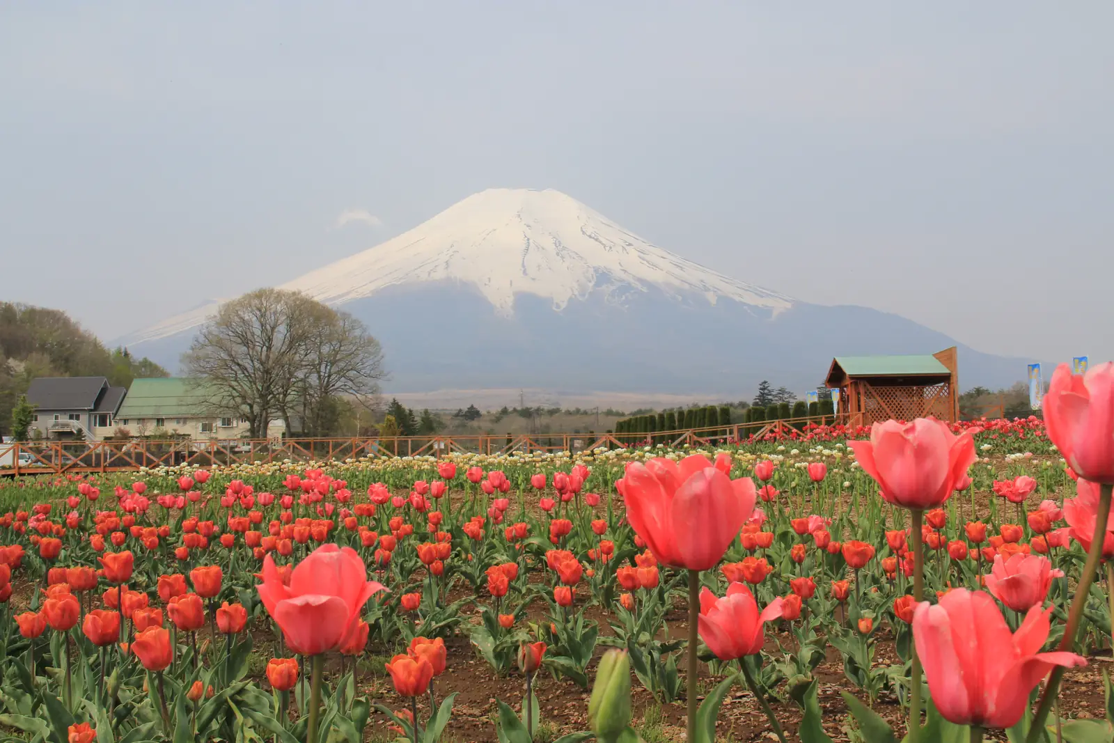 Rows of red and yellow tulips at Hananomiyako Koen with snow-capped Mount Fuji behind