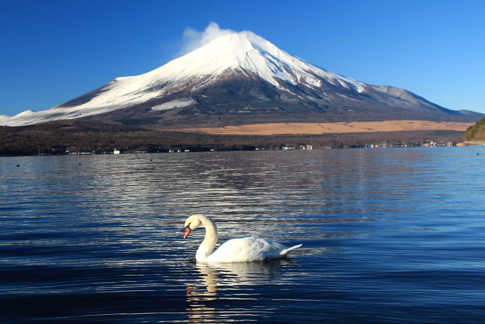 A single swan on Lake Yamanaka with snow-capped Mount Fuji behind